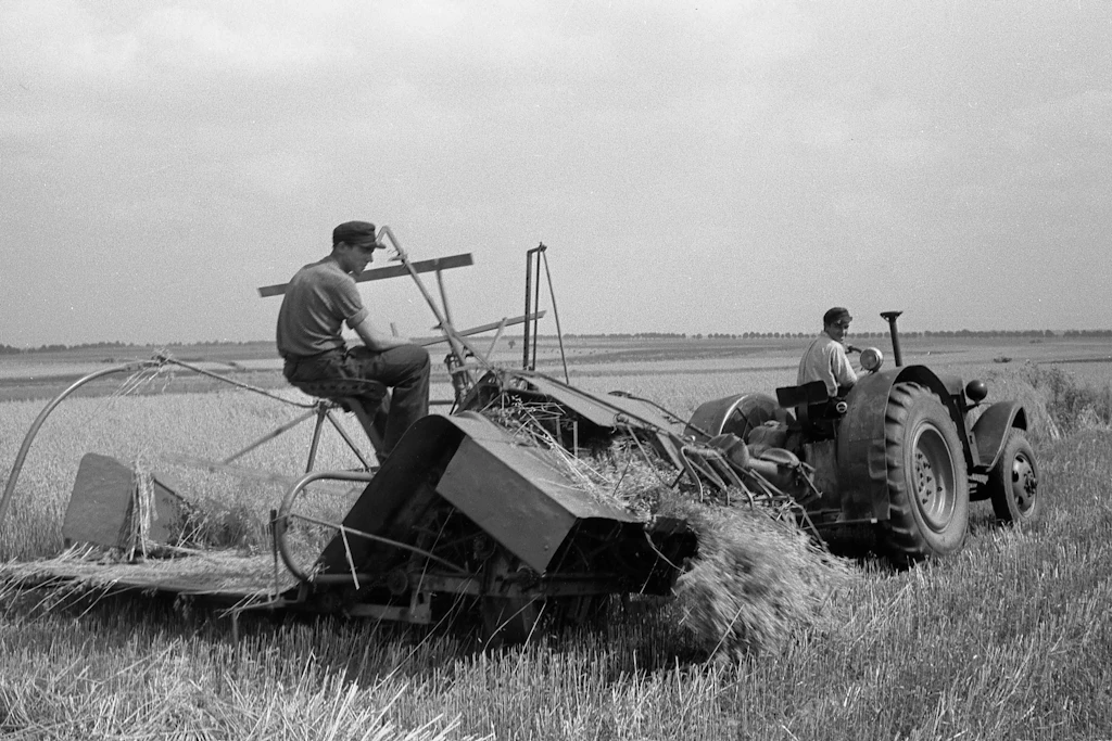 Juli 1953: Ernte „auf“ der LPG