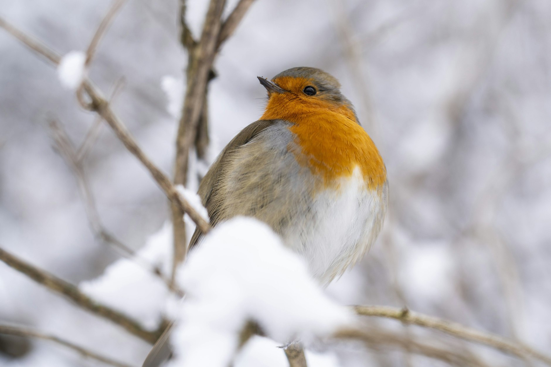 Ein Rotkehlchen auf dem Ast eines schneebedeckten Strauches im Großen Tiergarten in Berlin-Tiergarten