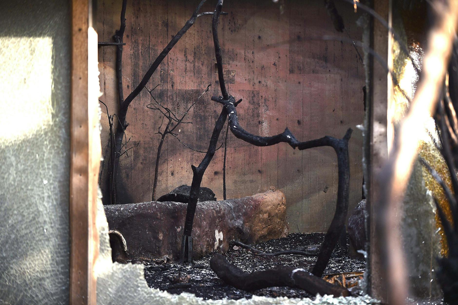 Das Affenhaus im Krefelder Zoo ist in der Silvesternacht 2020/21 vollständig niedergebrannt.