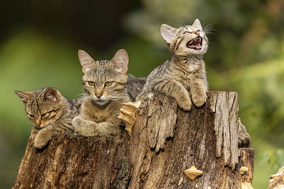 Junge Kätzchen rufen nach ihrer Mutter. Bei erwachsenen Katzen dient Miauen vor allem der Kommunikation mit den Menschen.