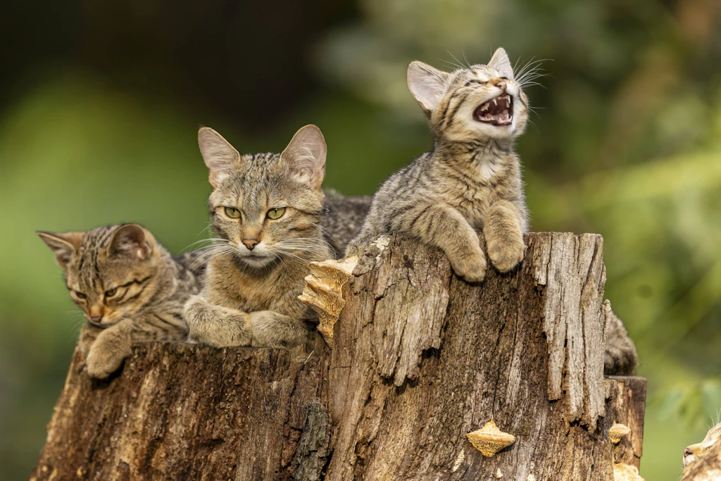 Kediler mırlamalarından tanınabilir