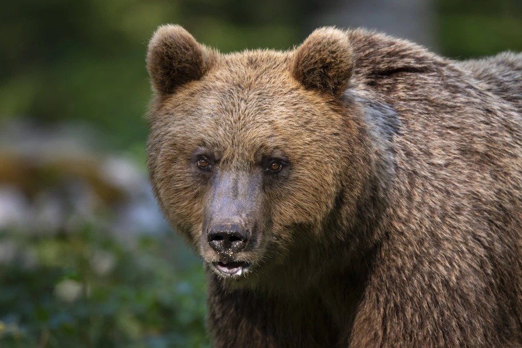 Avrupa'daki ayılar istikrarlı ekosistemlere katkıda bulunuyor