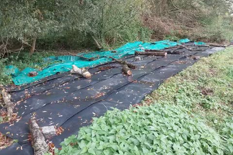 Im Südosten der Hirschgartenwiesen in Köpenick wurden testweise Folien ausgelegt, um die lichtliebende Pflanze am erneuten Austreiben zu hindern.