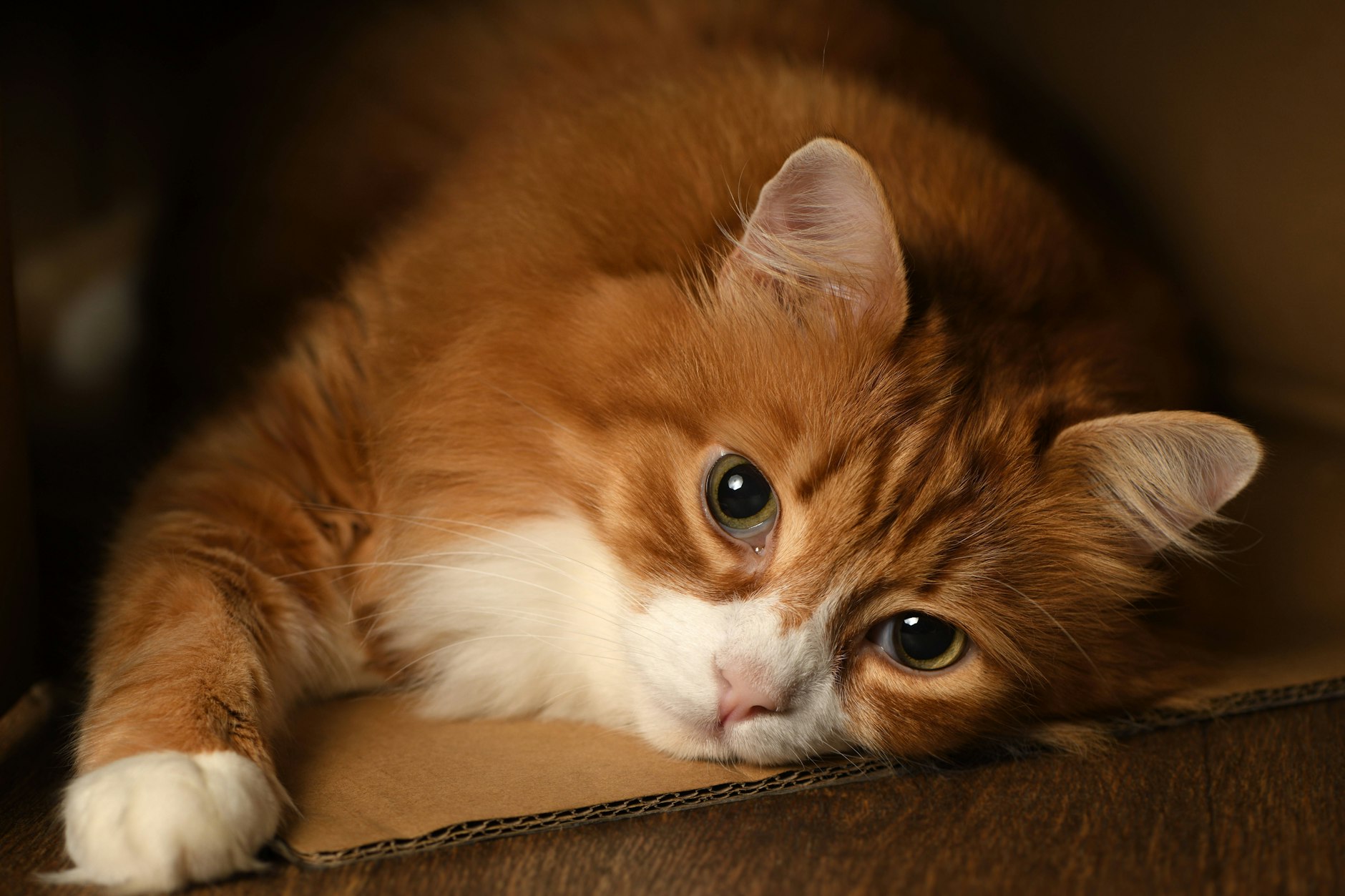 Fast jede zweite Hauskatze weltweit ist zu dick.