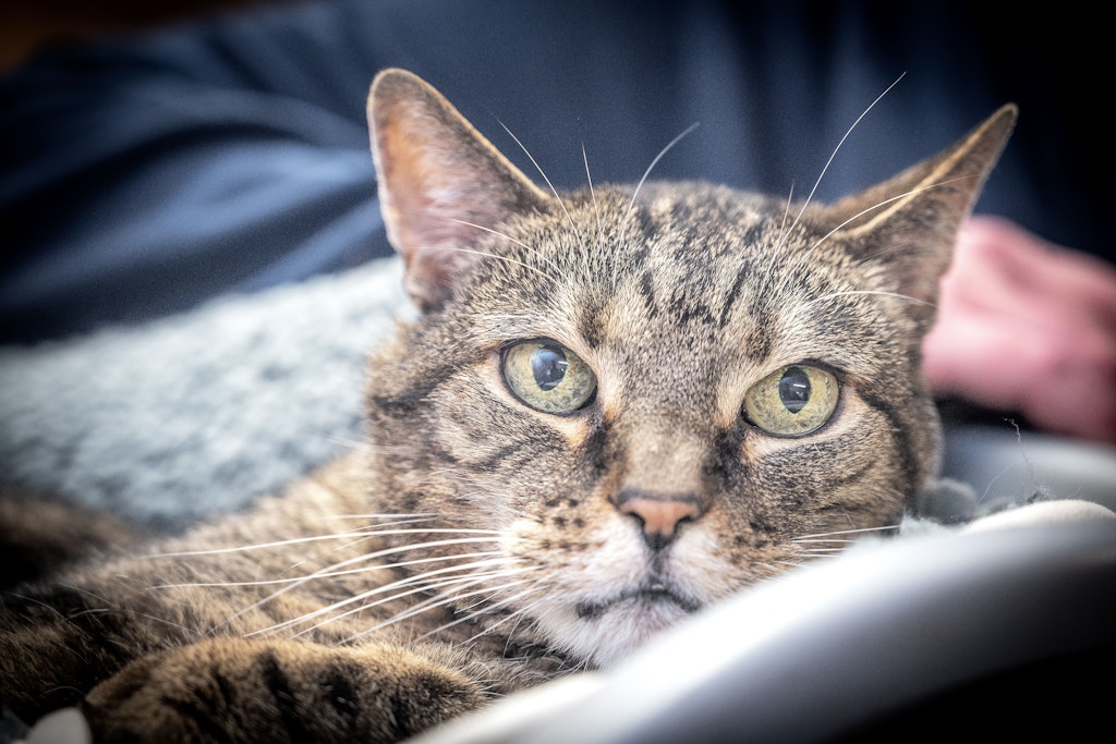 Ozempic-f-r-Katzen-Neues-Implantat-soll-bergewichtigen-Tieren-helfen