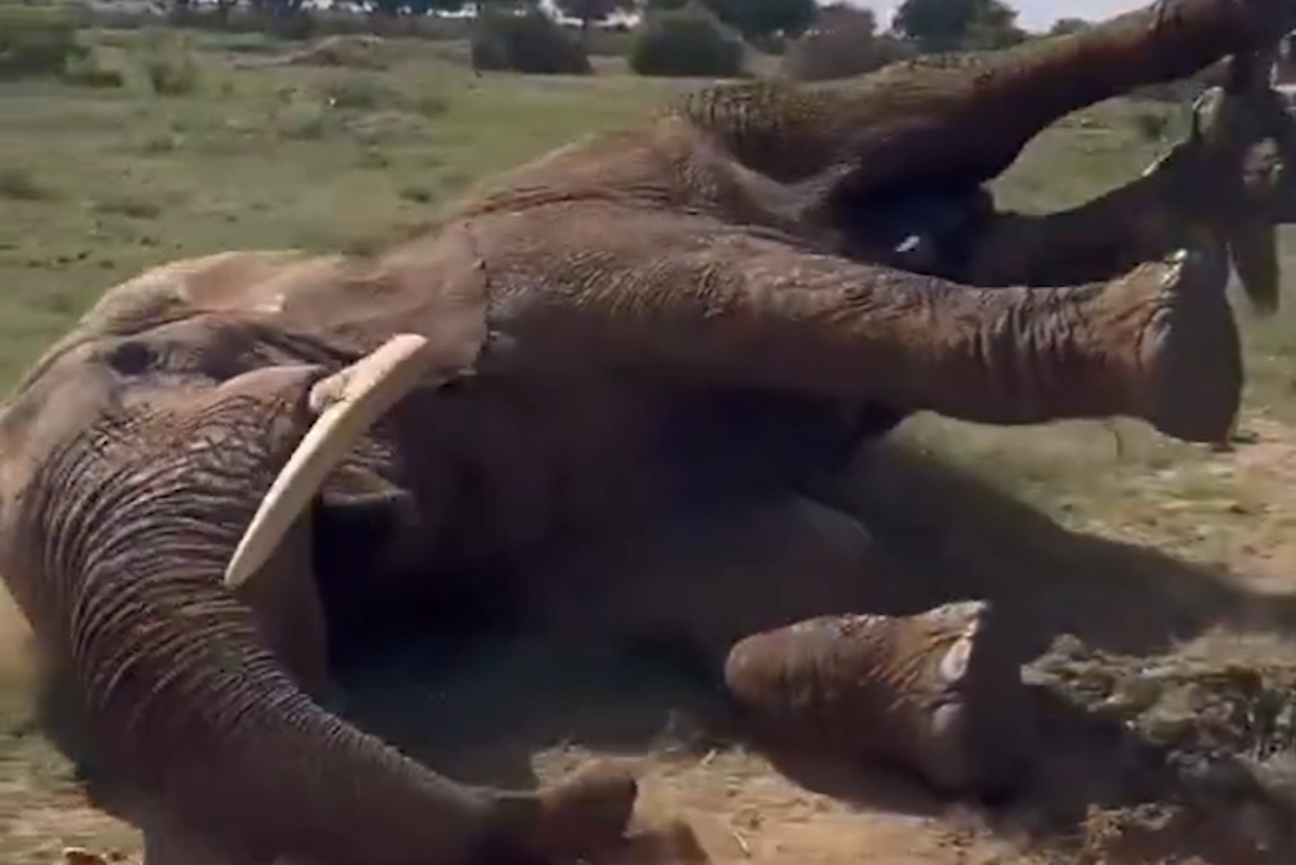 Der verletzte Elefant liegt nach der Betäubung am Boden, damit Tierärzte seinen durchbohrten Rüssel versorgen können.