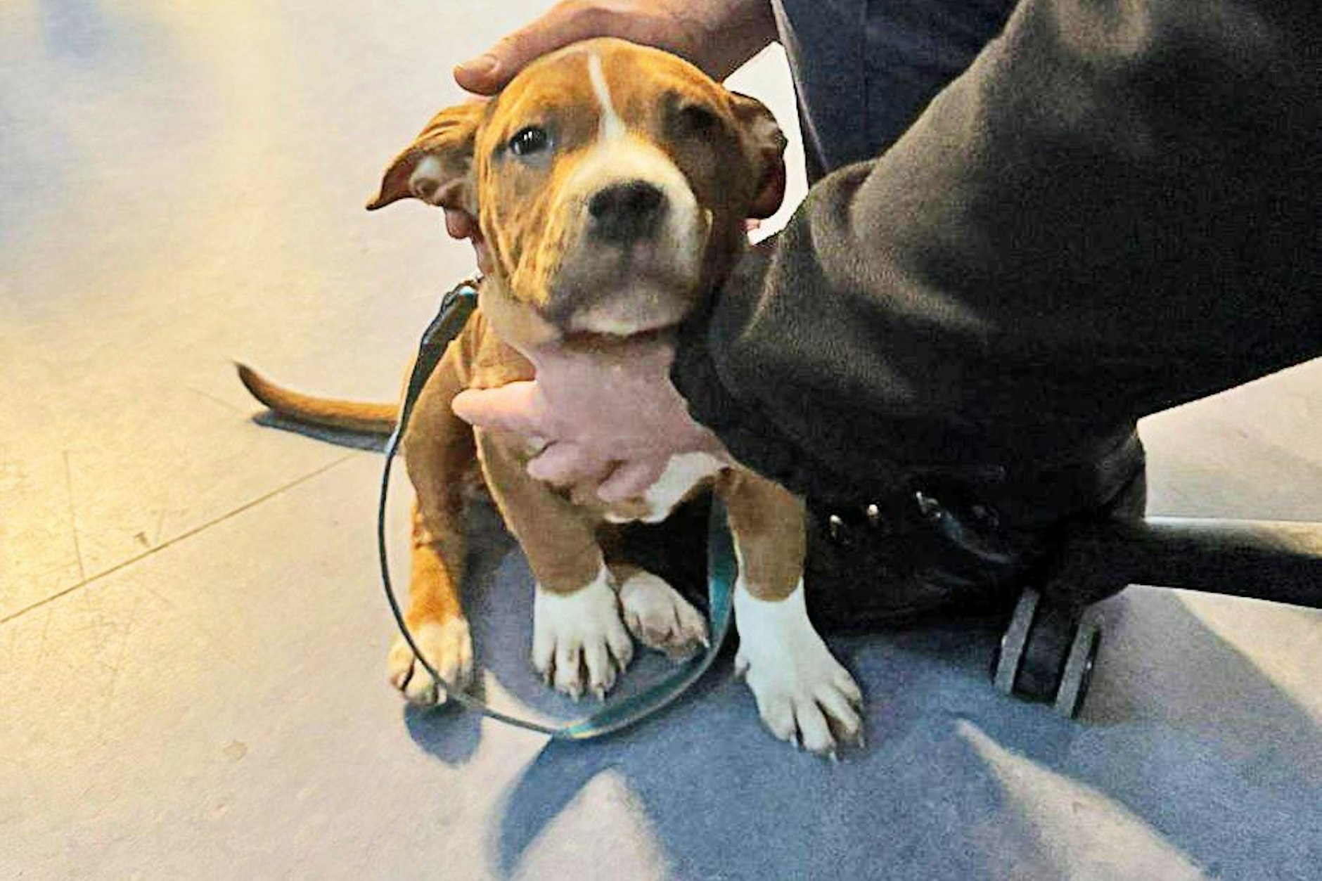 Dieser süße Welpe wurde in Berlin-Spandau bei der Polizei abgegeben.