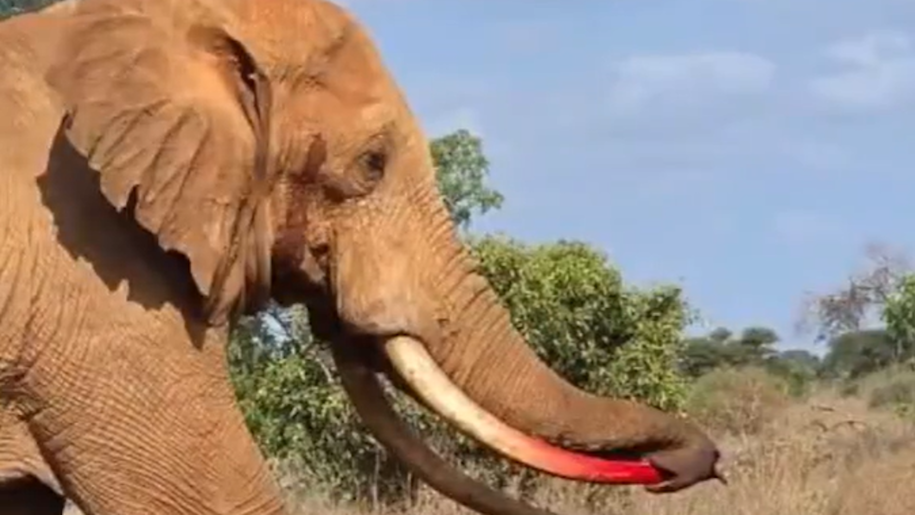 Die schwere Verletzung des Elefanten ist deutlich zu sehen: Das Tier hatte sich mit seinem eigenen Stoßzahn durchbohrt.