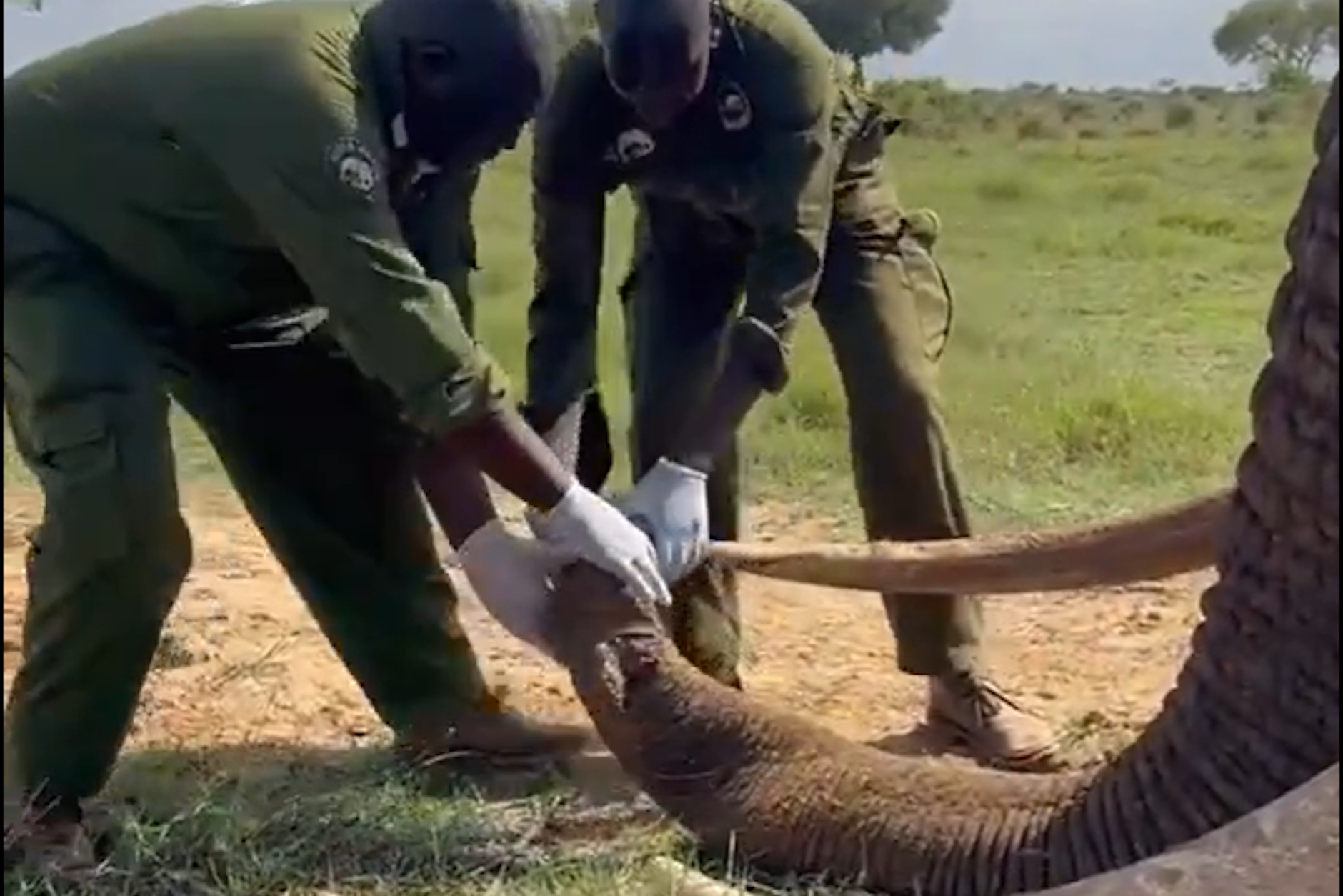 Tierärzte des David Sheldrick Wildlife Trust ziehen den Stoßzahn vorsichtig aus dem verletzten Rüssel des Elefanten.