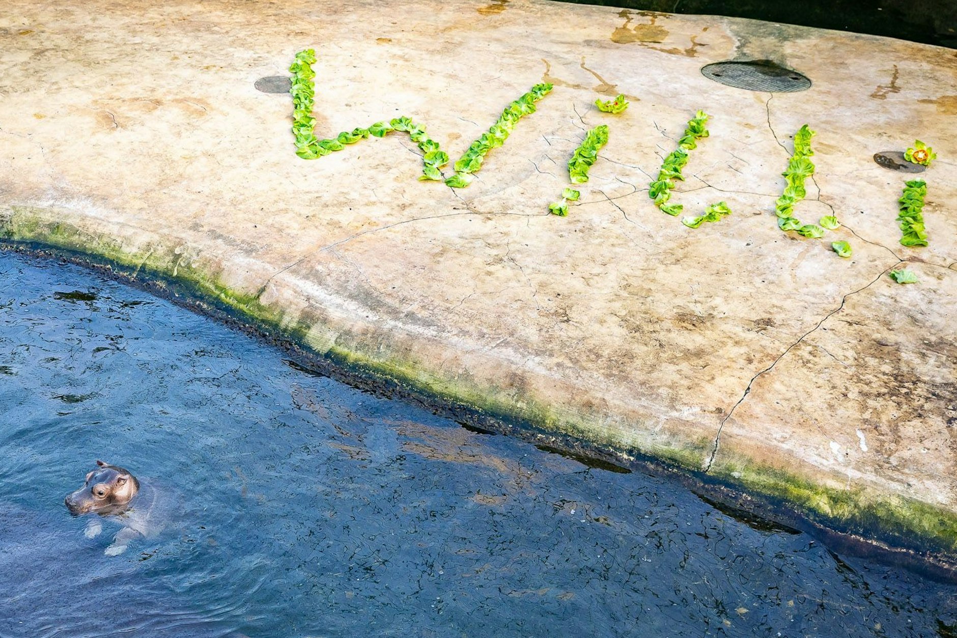 Flusspferd-Baby Will vor dem Inselchen, auf dem sein Name stand.
