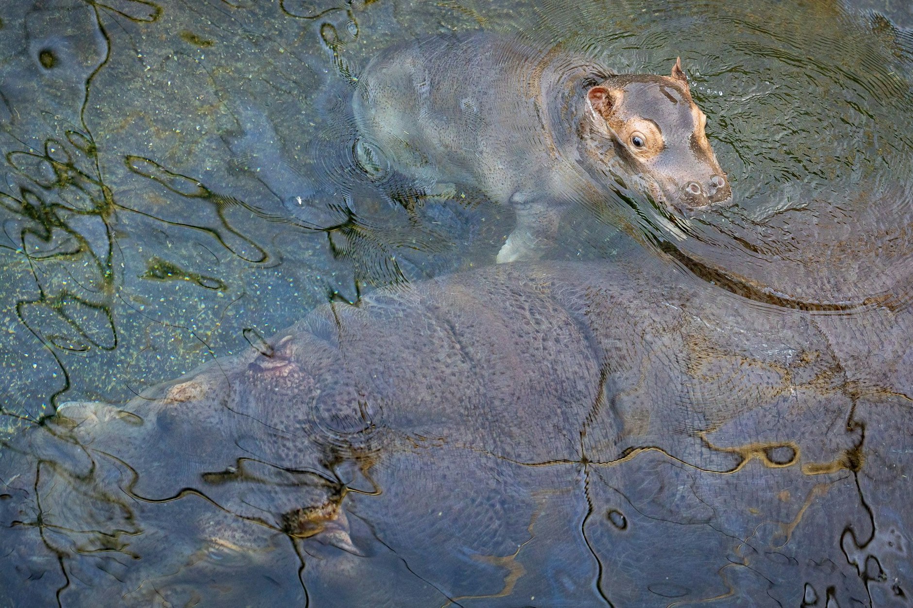 Frisch getauft: Da schwimmt Flusspferd Willy Wackelöhrchen mit seiner Mama im Zoo Berlin.