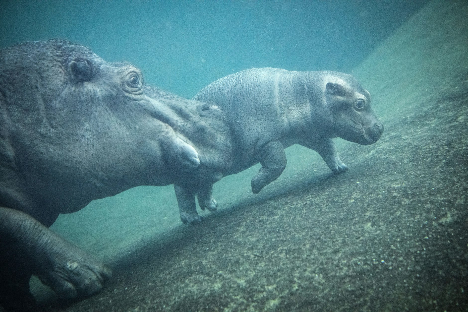 Der junge Hippo-Bulle Willi Wackelöhrchen taucht bei seiner Taufe mit Mama Nala ab