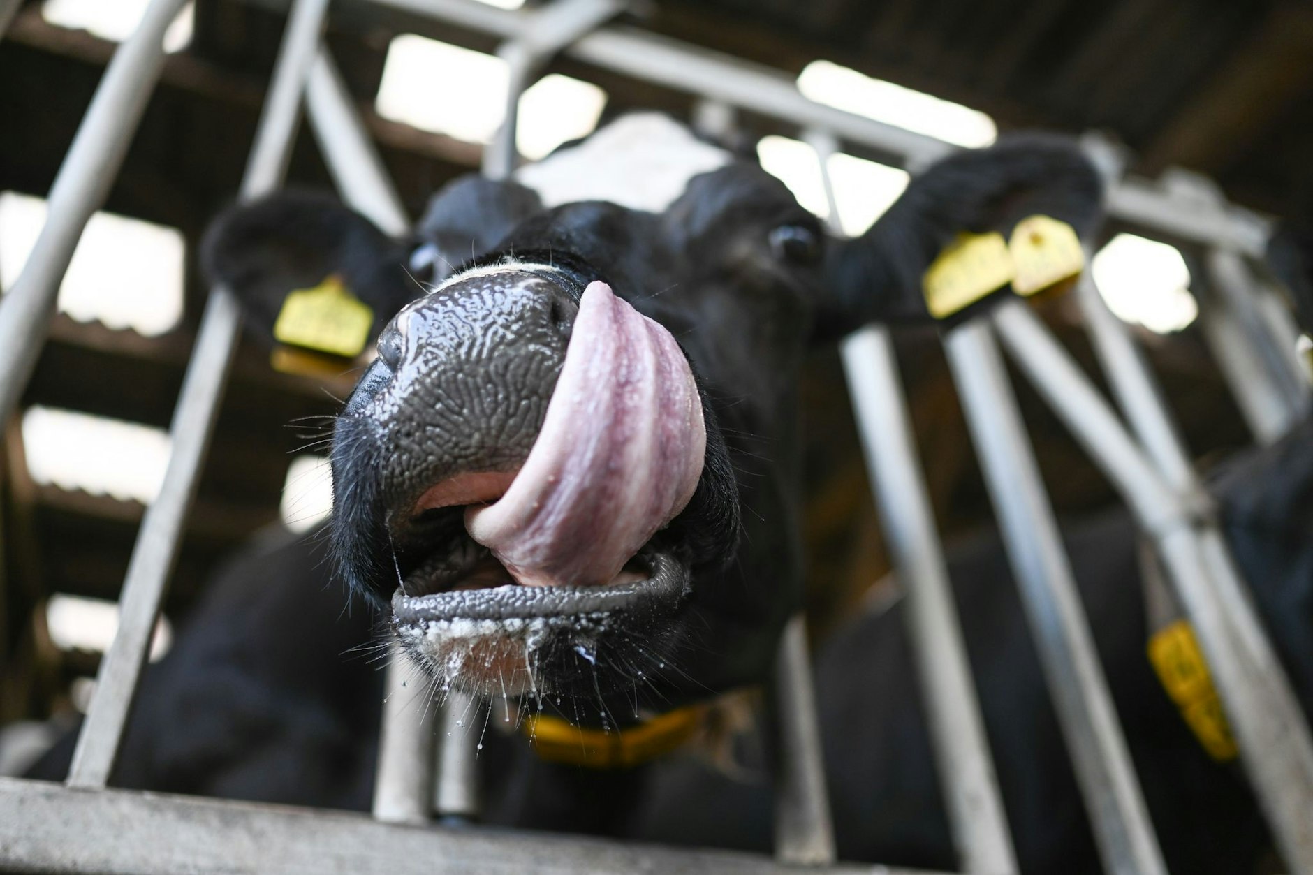 Eine mit der Blauzungenkrankheit infizierte Kuh steht im Stall und leckt sich die Schnauze.