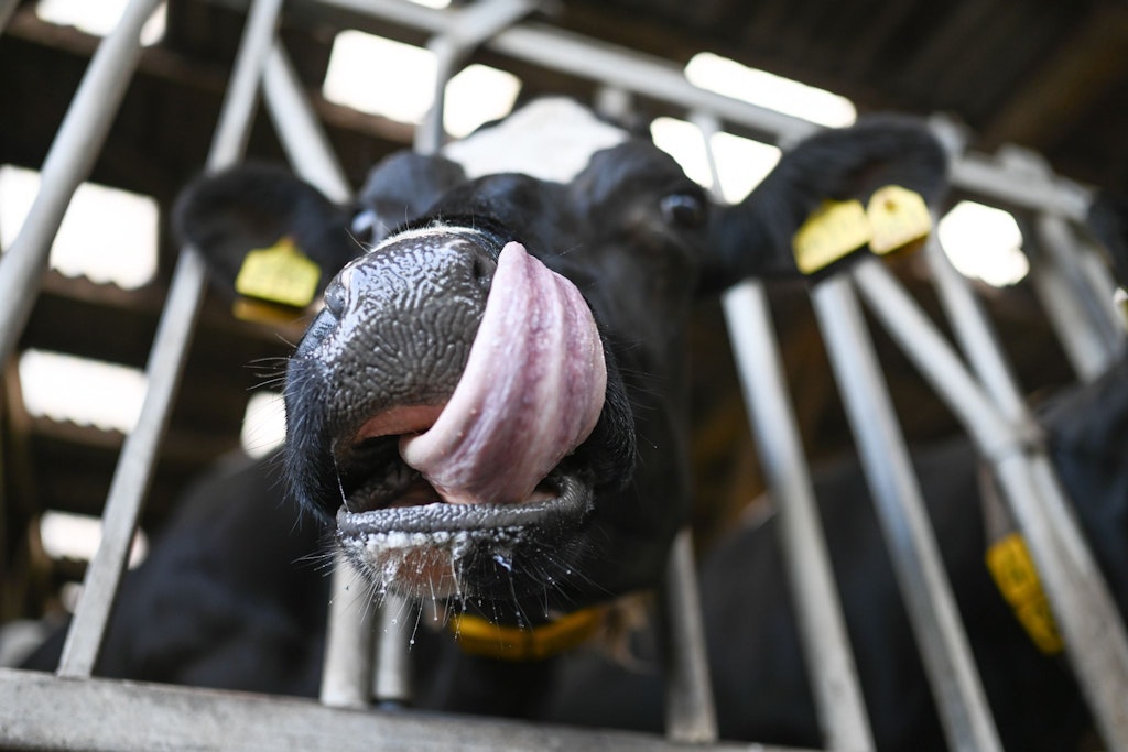 Blauzungenkrankheit-nimmt-Kurs-auf-Berlin