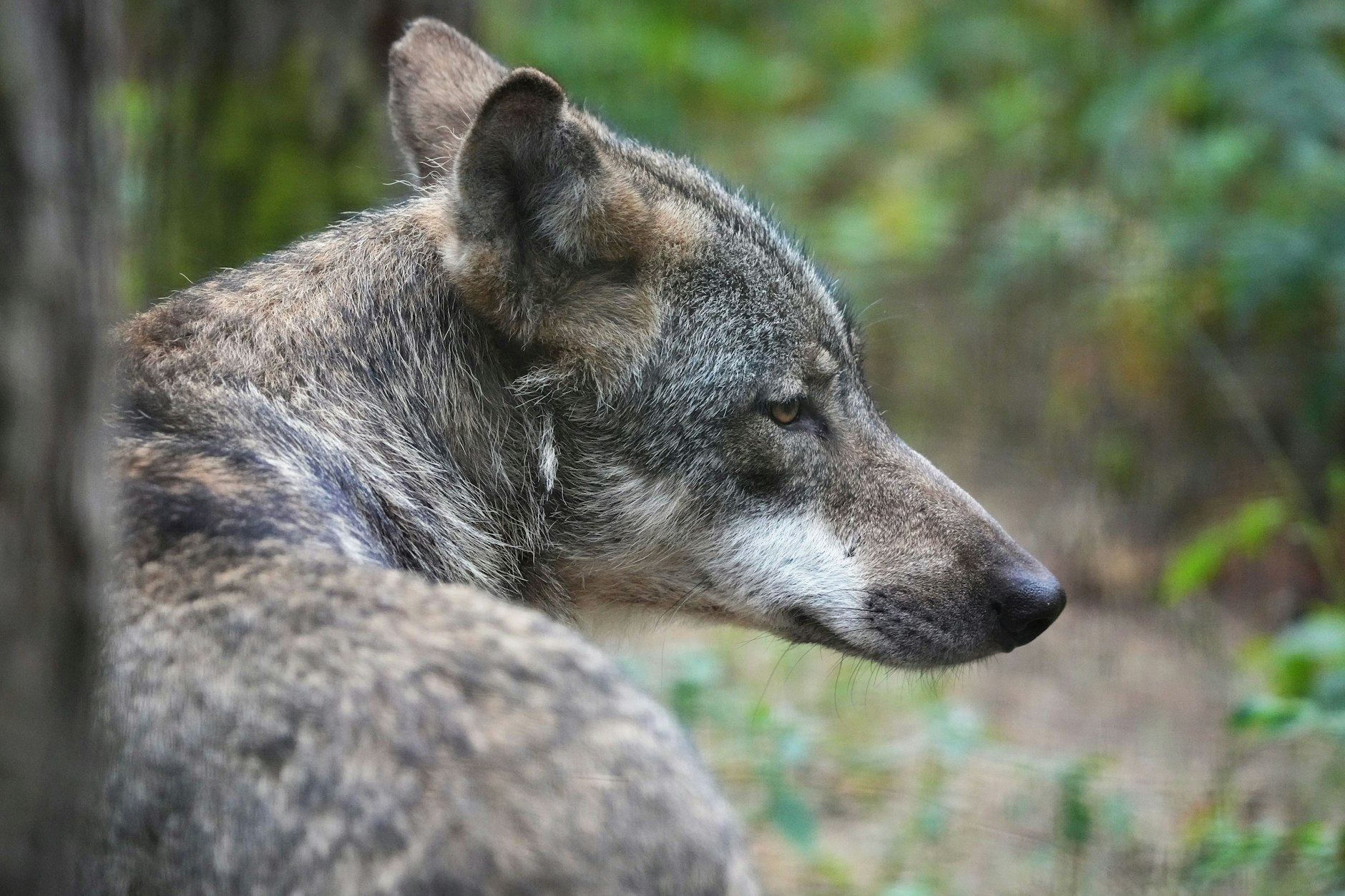 Ein Europäischer Wolf (Canis lupus lupus) sitzt im Wildpark Schorfheide im Wald.
