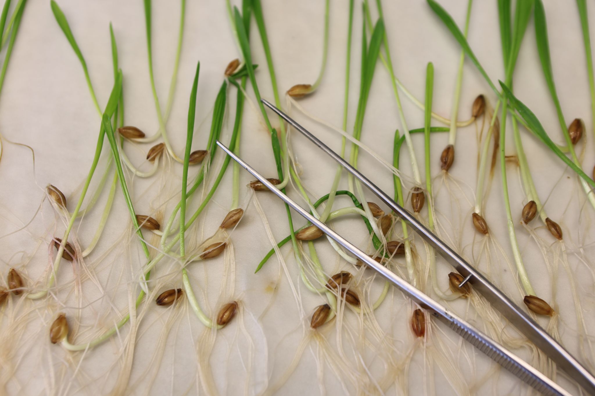 Image - Keine Kennzeichnung mehr im Supermarkt: EU will Regeln für Gentechnik lockern