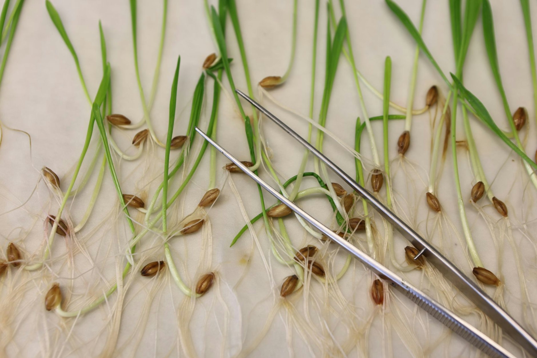 Pflanzensamen werden im Keimlabor des im Leibniz-Instituts für Pflanzengenetik und Kulturpflanzenforschung untersucht.