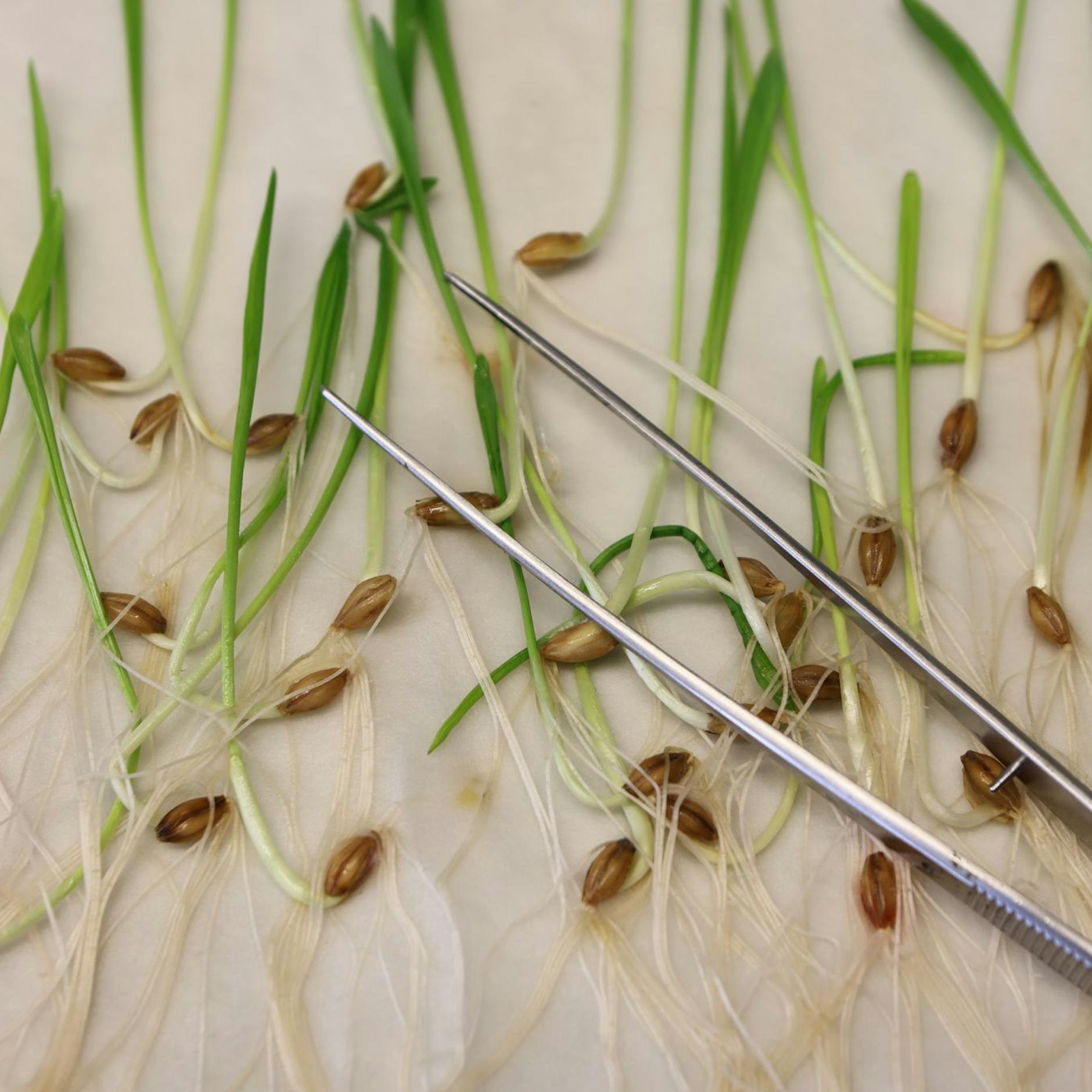 Image - Keine Kennzeichnung mehr im Supermarkt: EU will Regeln für Gentechnik lockern