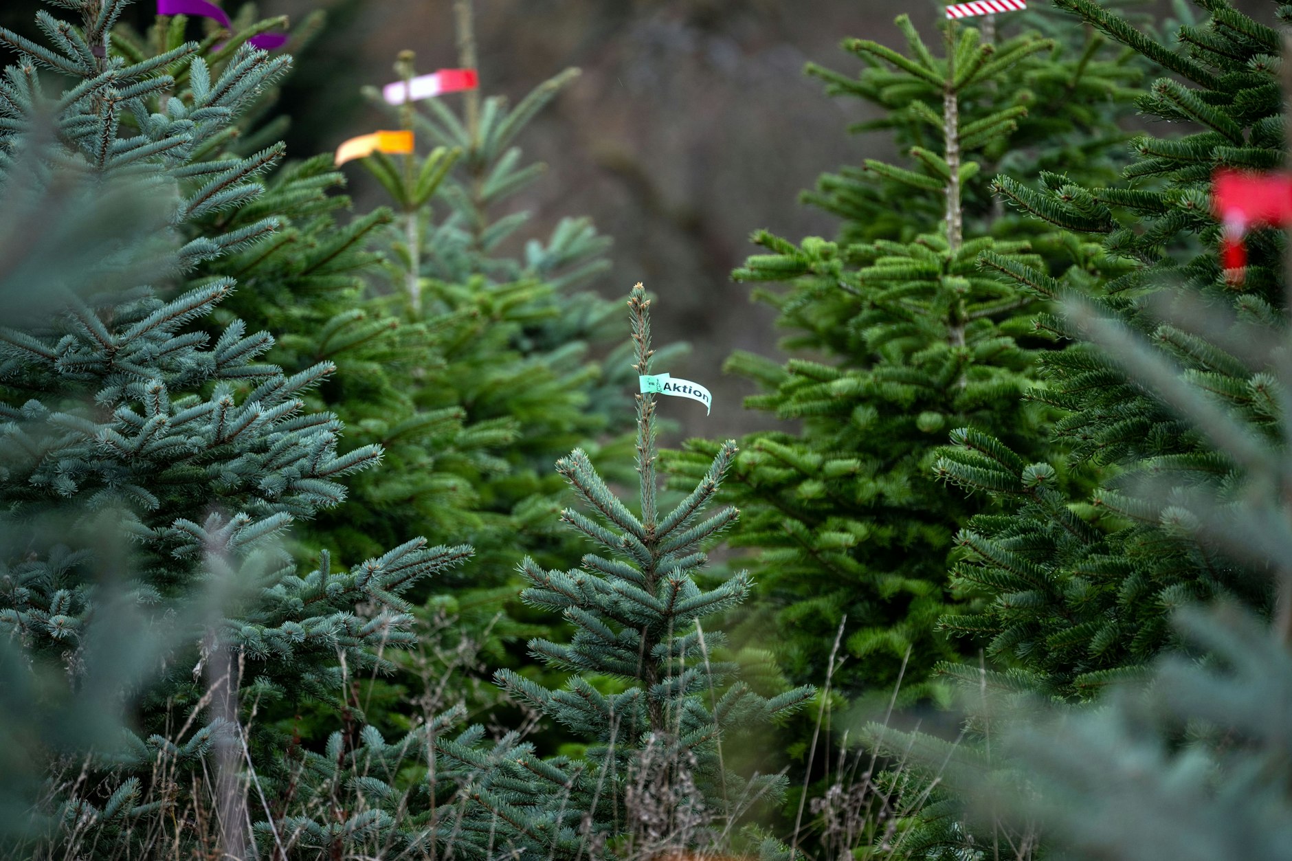 Frische Tannen verströmen ihren typischen Duft – ein Geruch, der bei vielen Menschen sofort Weihnachtsgefühle und Erinnerungen an frühere Feste weckt.