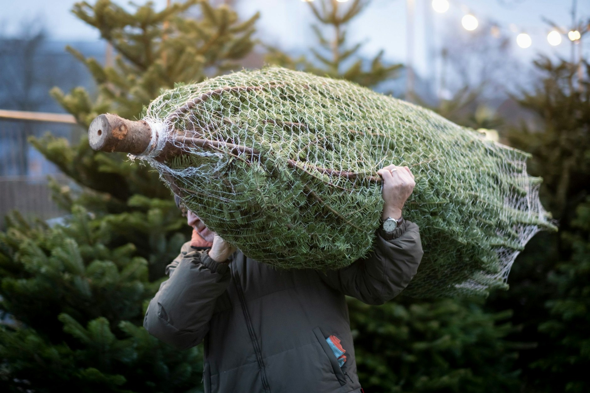 Weihnachtsbäume in Brandenburg sind begehrte Beute. In mehreren Städten wurden Verkaufsstände geplündert. (Symbolbild)
