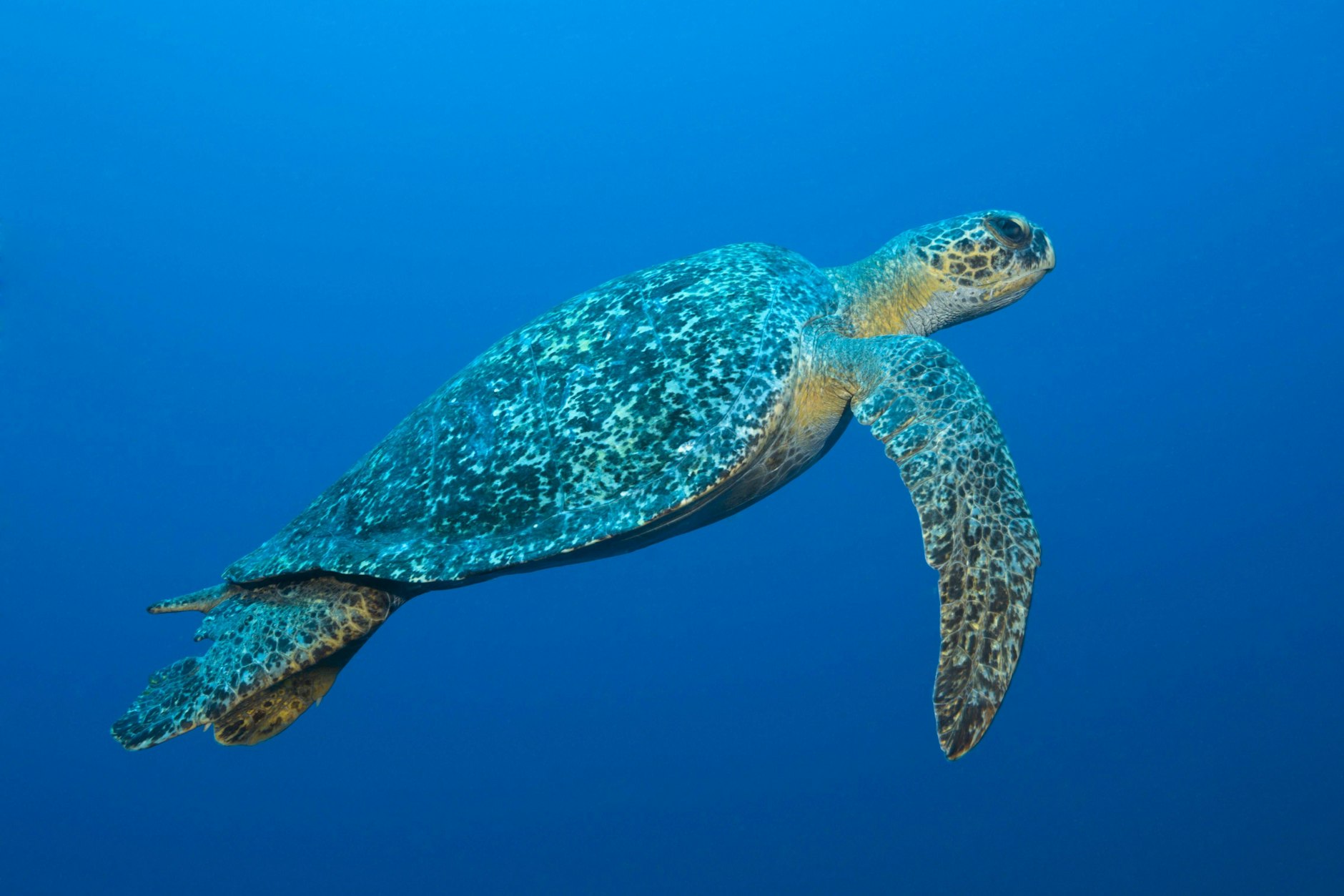 Die grüne Meeresschildkröte gilt nicht mehr als bedroht – ein Erfolg jahrzehntelanger Schutzmaßnahmen.