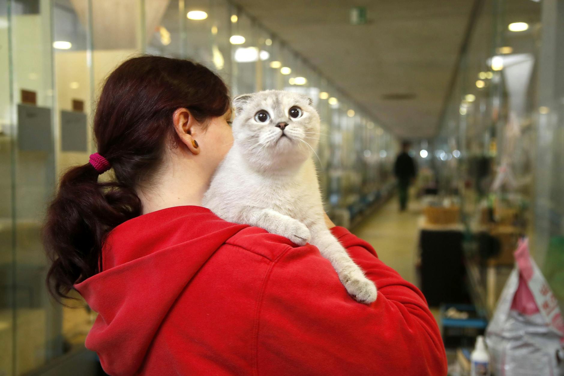 Katze Lucie mit einer Pflegerin im Tierheim in Berlin. Gerade um die Weihnachtsfeiertage durchleben die Tiere eine stressige Zeit.