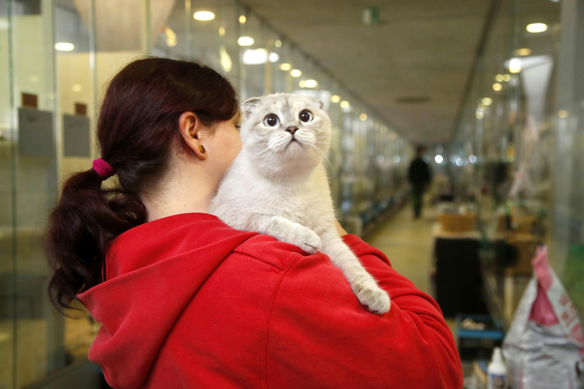 Katze Lucie mit einer Pflegerin im Tierheim in Berlin. Gerade um die Weihnachtsfeiertage durchleben die Tiere eine stressige Zeit.