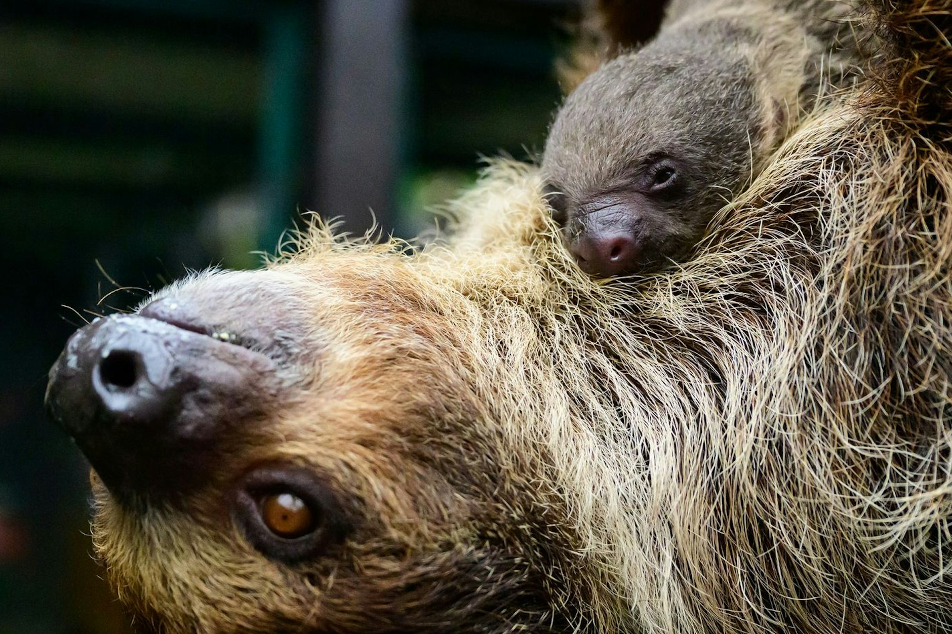 Ein wenige Tage junges Faultier klammert sich im Weltvogelpark Walsrode an das Muttertier.