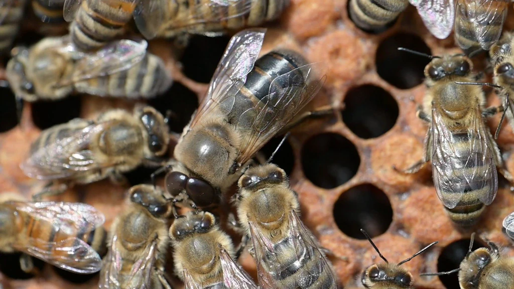 Forscher entdecken Bettel-Gen: Wie Bienenmännchen um ihr Überleben flehen