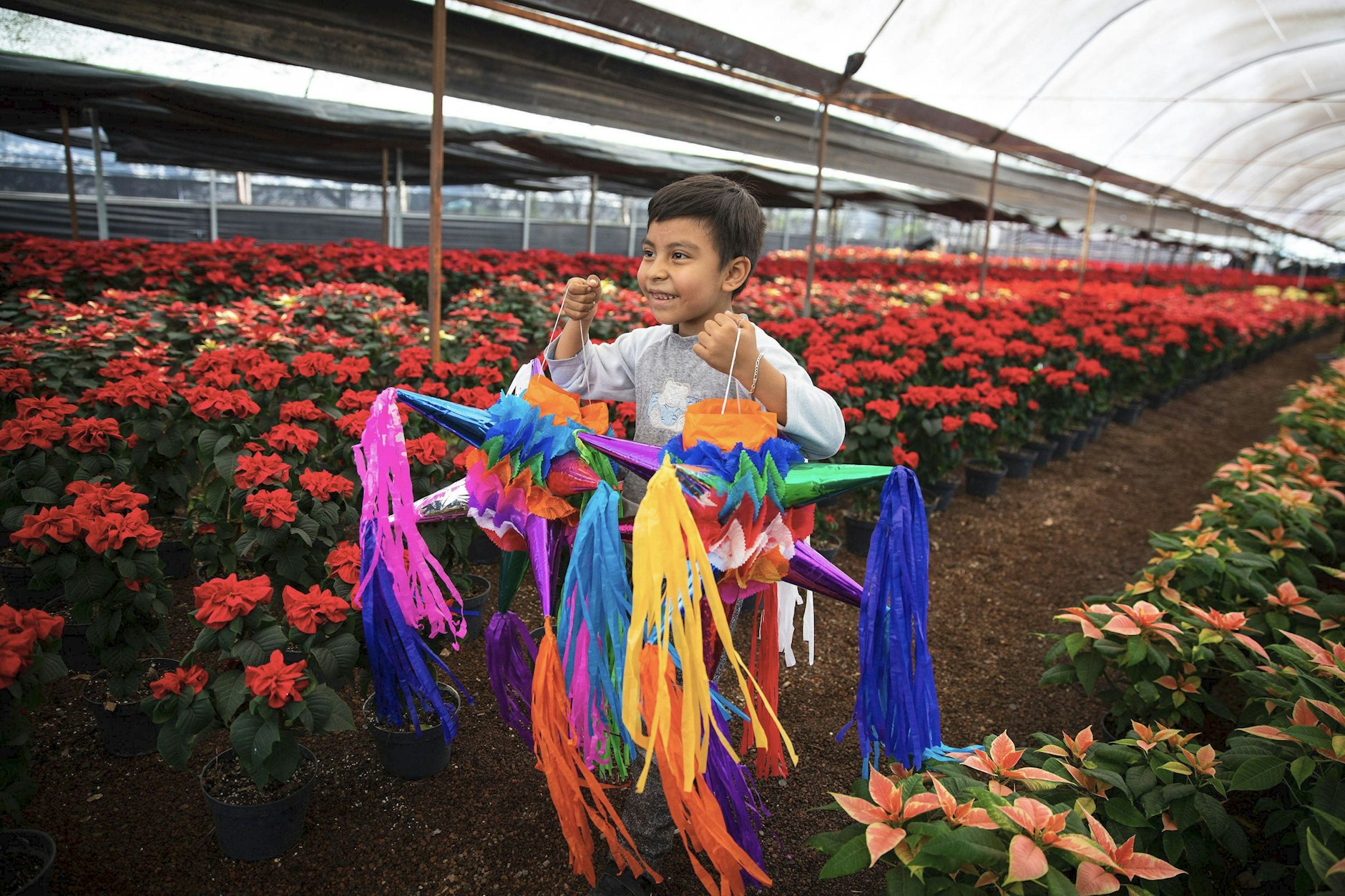 Mexiko: Die bunten Piñatas erfreuen vor allem die Kinder. Hier in einem Weihnachtsstern-Gewächshaus in Xochimilco, Mexiko-Stadt.