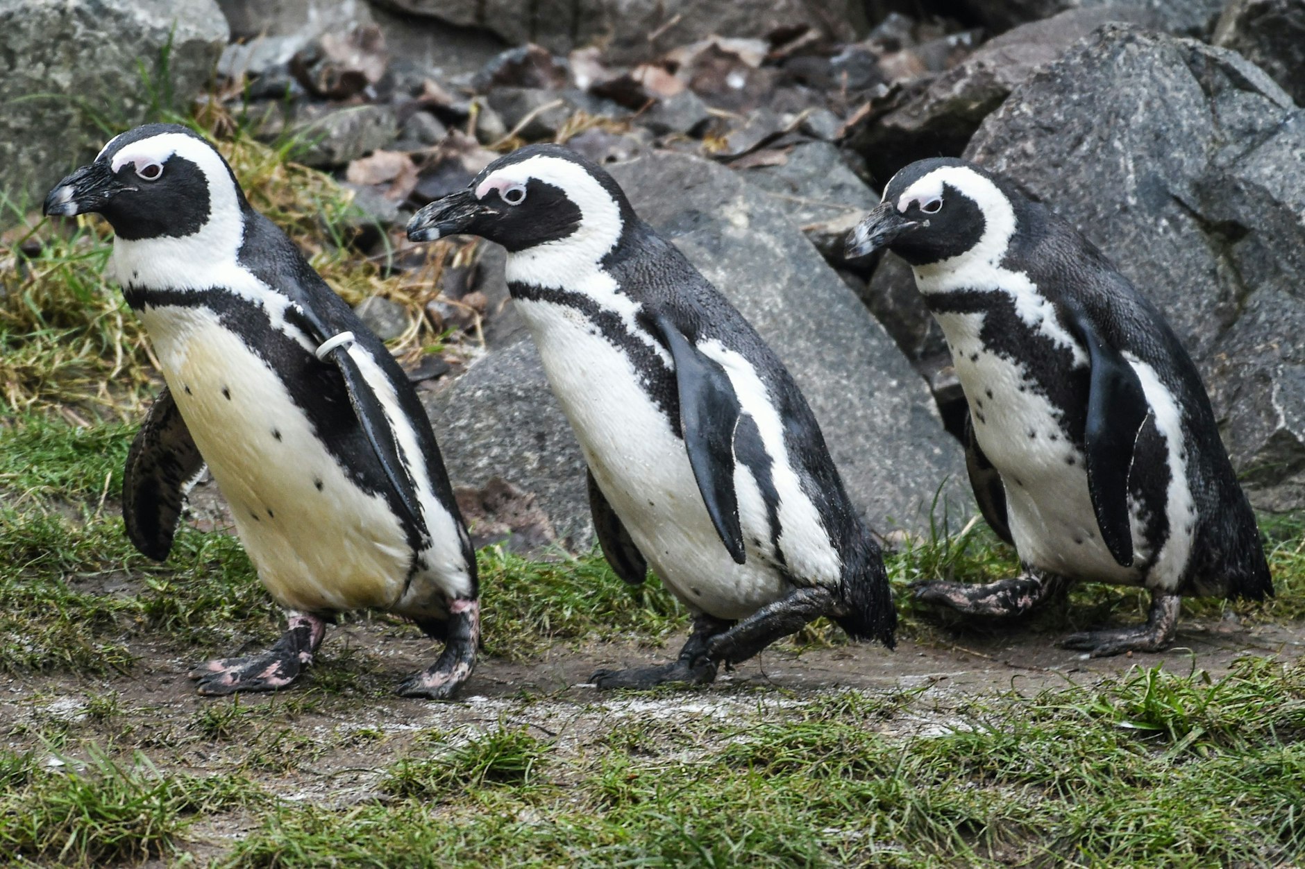 Brillenpinguine im Tierpark Berlin (Archivbild)