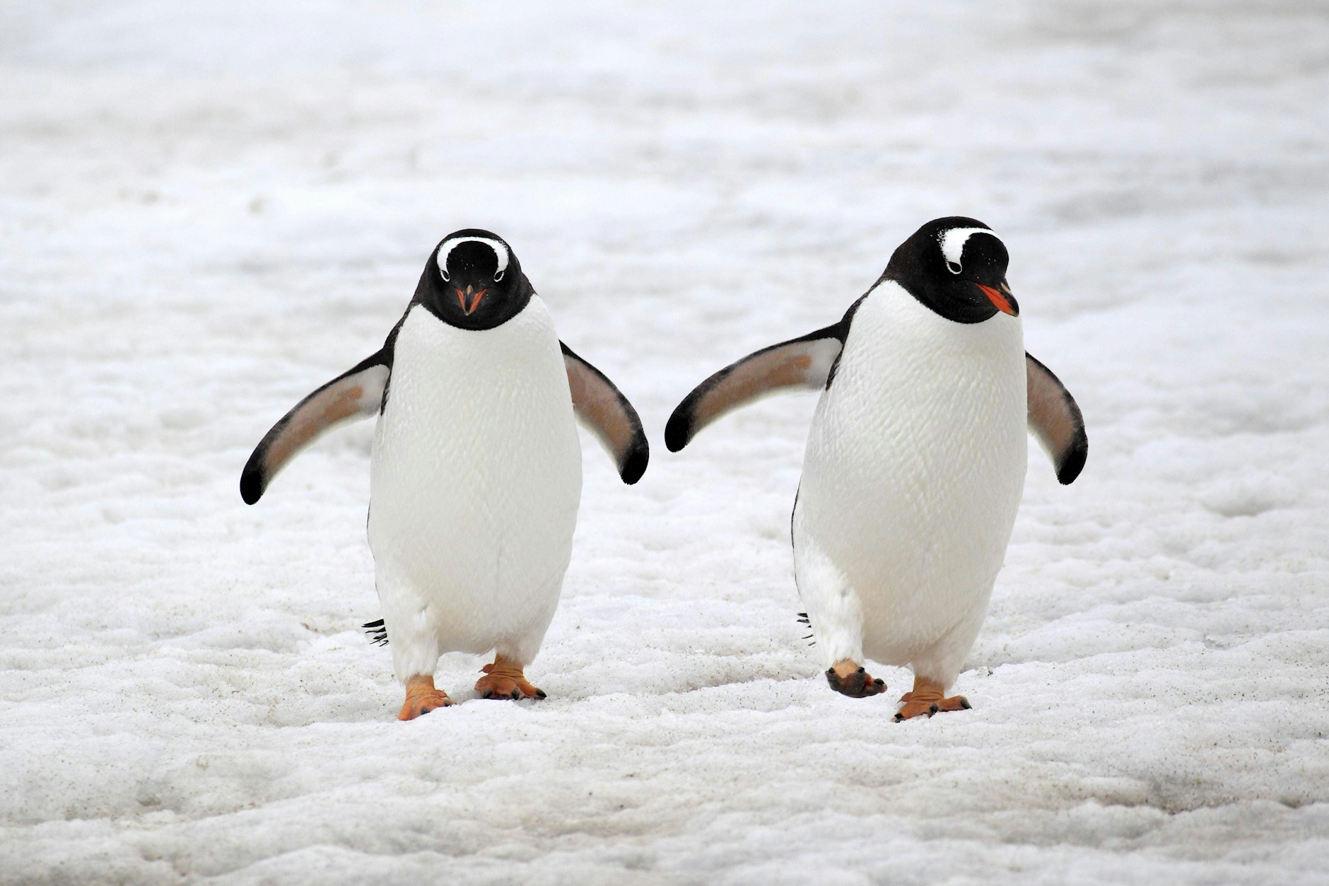 Pinguine bewegen sich mit kurzen, vorsichtigen Schritten über Eis und Schnee. Ihr Gang gilt als Vorbild für sicheres Gehen bei Glätte.