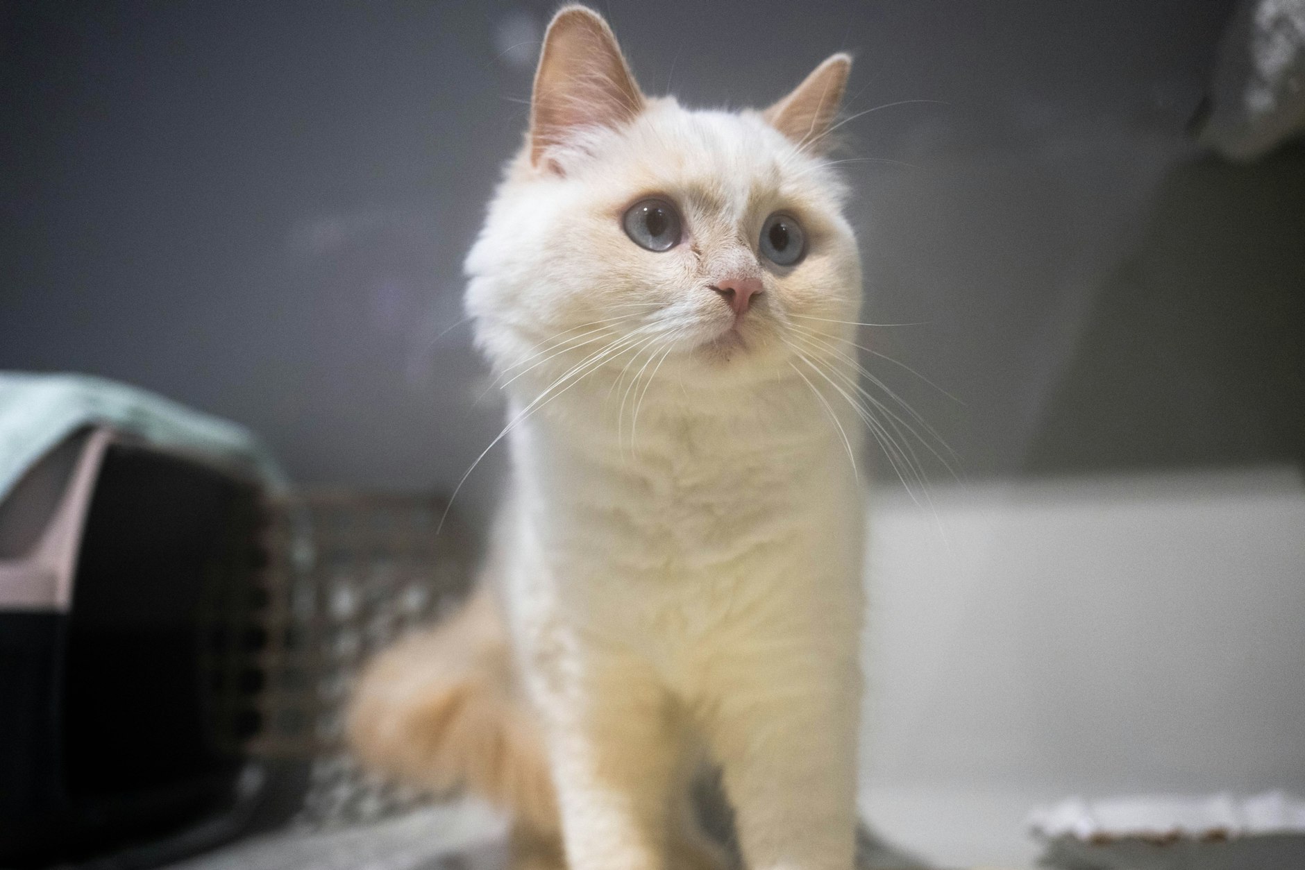 Eine Heilige-Birma-Katze sitzt in der Quarantänestation im Tierheim Berlin. Das Tier wurde kurz vor Weihnachten von der Polizei ins Tierheim gebracht.