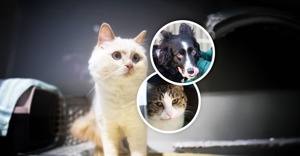 Ausgesetzt-zu-Weihnachten-Das-sind-Berlins-traurigste-Tiere