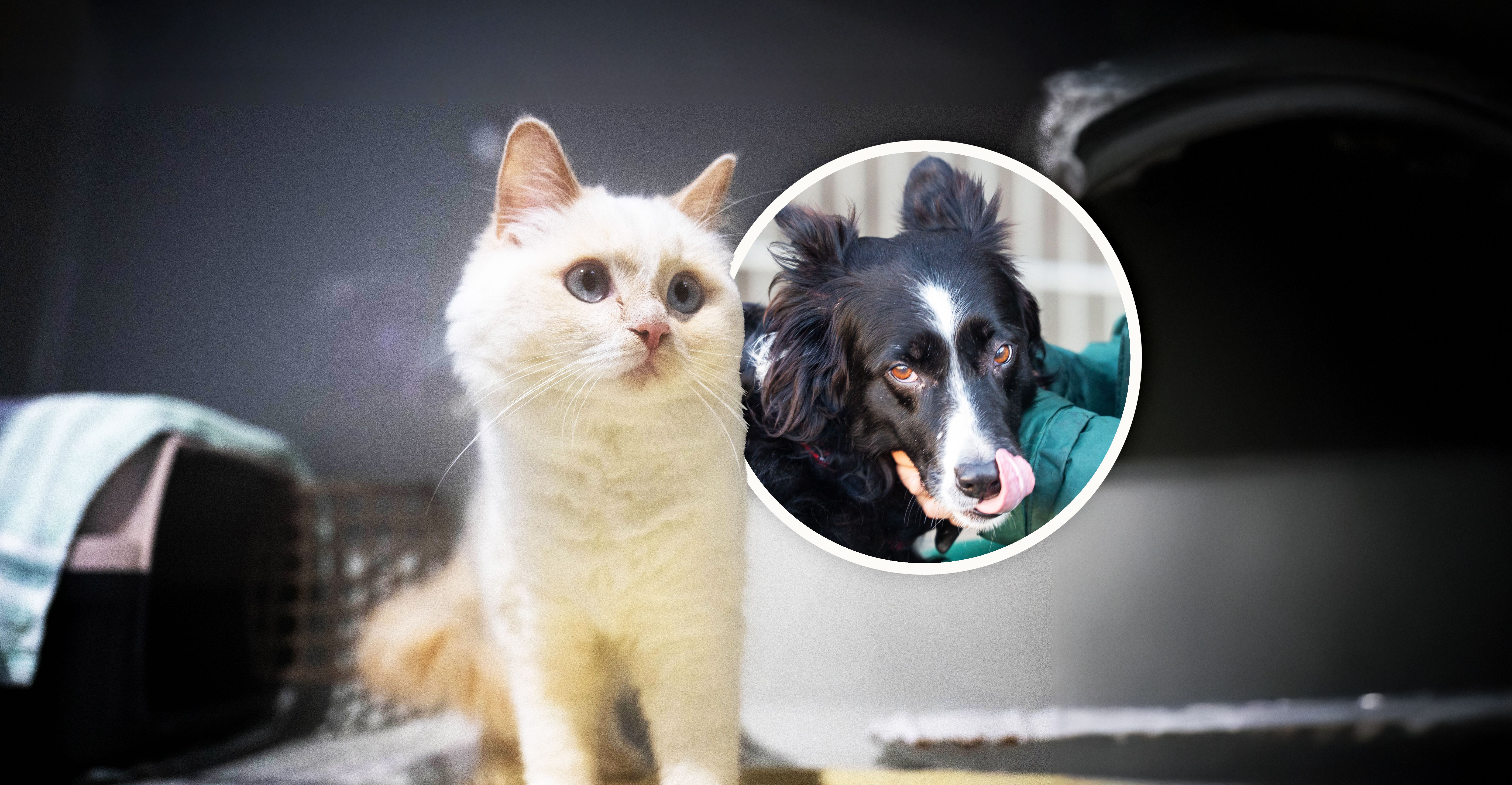 Diese traurigen Tiere wurden zu Weihnachten in Berlin ausgesetzt