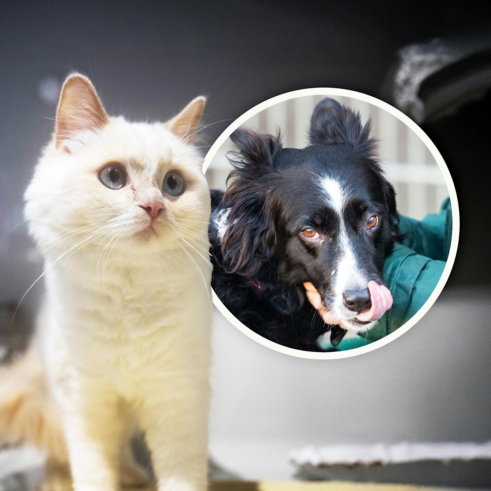 Diese traurigen Tiere wurden zu Weihnachten in Berlin ausgesetzt