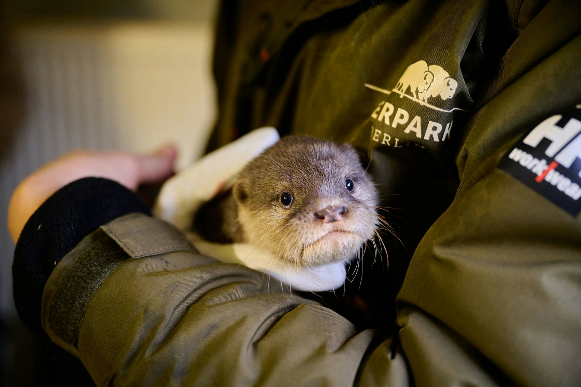 Ein Otter-Baby wird von einem Tierpfleger im Tierpark Berlin behutsam gehalten. In diesem Jahr gab es dort gleich vierfachen Otter-Nachwuchs.