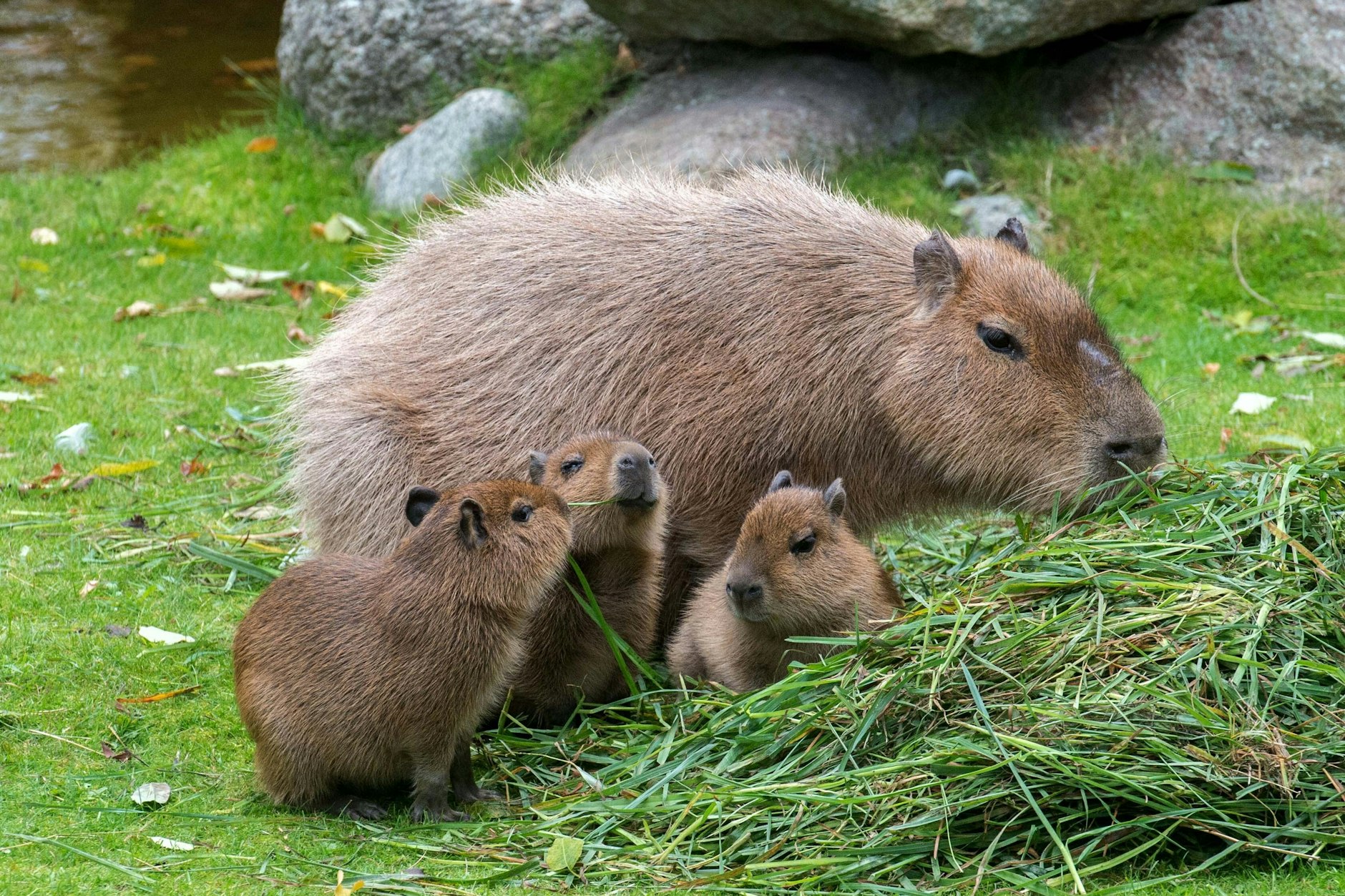 Familienglück bei den Capybaras: Muttertier mit ihren drei Jungen Paco, Chico und Zuma im Zoo Berlin