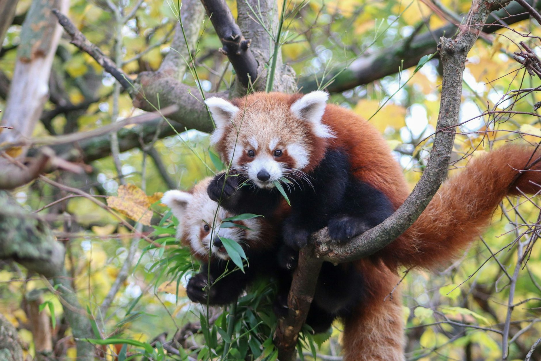 Roter-Panda-Zwillinge Lisa Hari und Freddy Kumar im Tierpark Berlin
