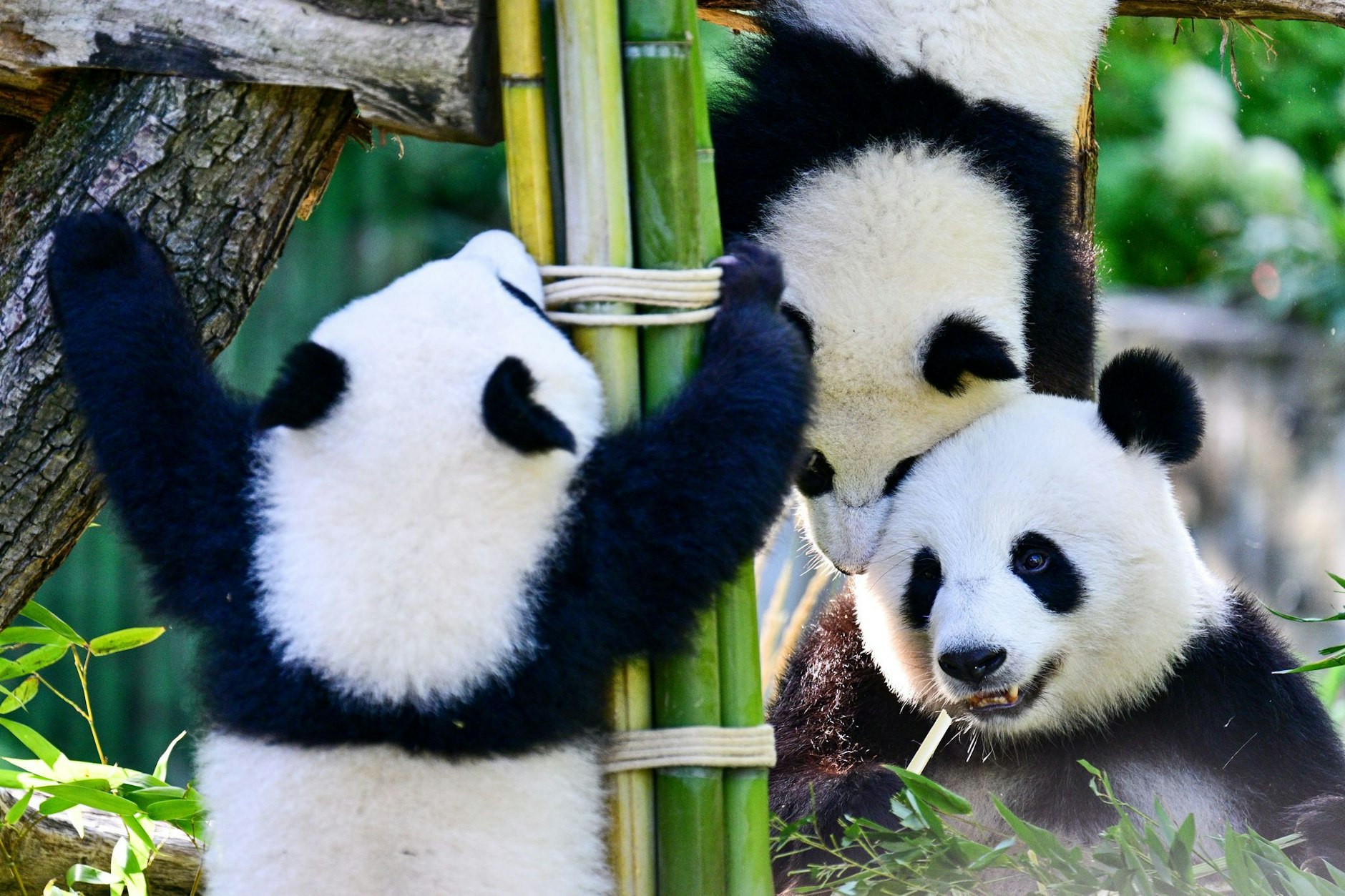 Mutter Meng Meng (rechts unten) mit den Panda-Zwillingen Leni und Lotti bei ihrer ersten Geburtstagsfeier im Zoologischen Garten Berlin