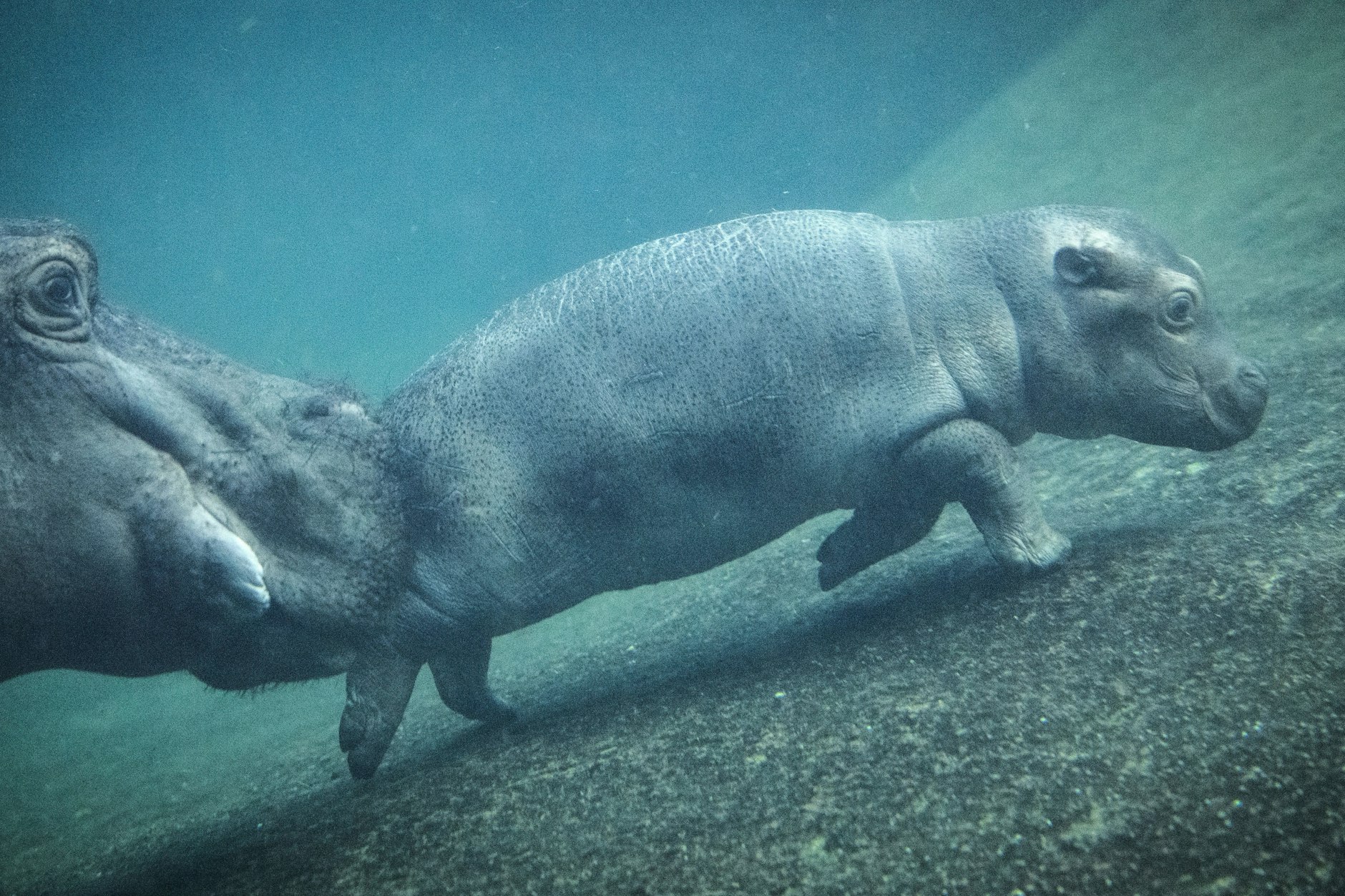 Flusspferd-Baby Willi Wackelöhrchen schwimmt mit seiner Mutter im Wasserbecken des Zoos.