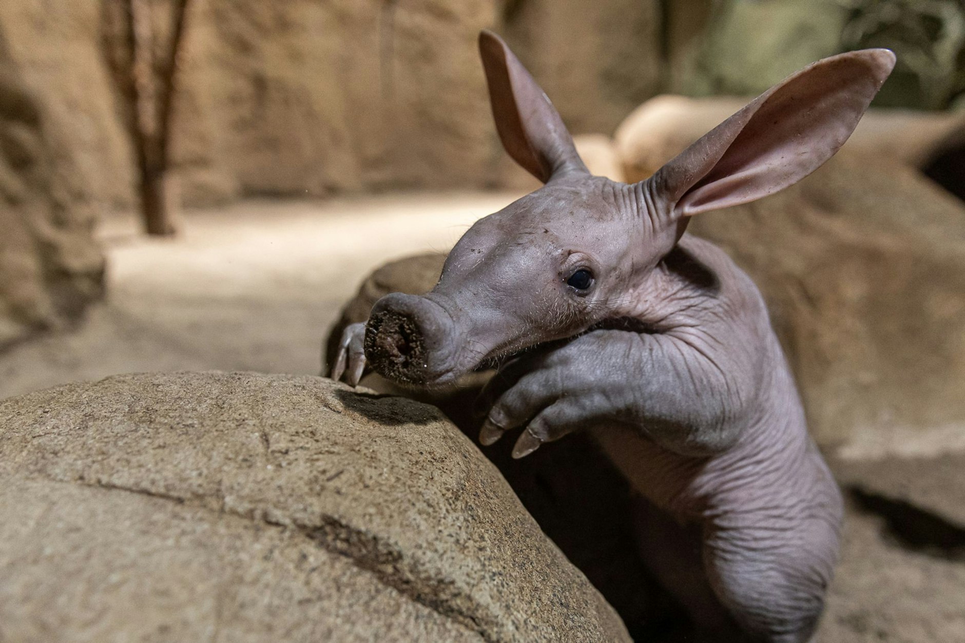 Echte Rarität: Erdferkel Frida ist der erste Nachwuchs dieser Art im Zoo Berlin seit 13 Jahren.