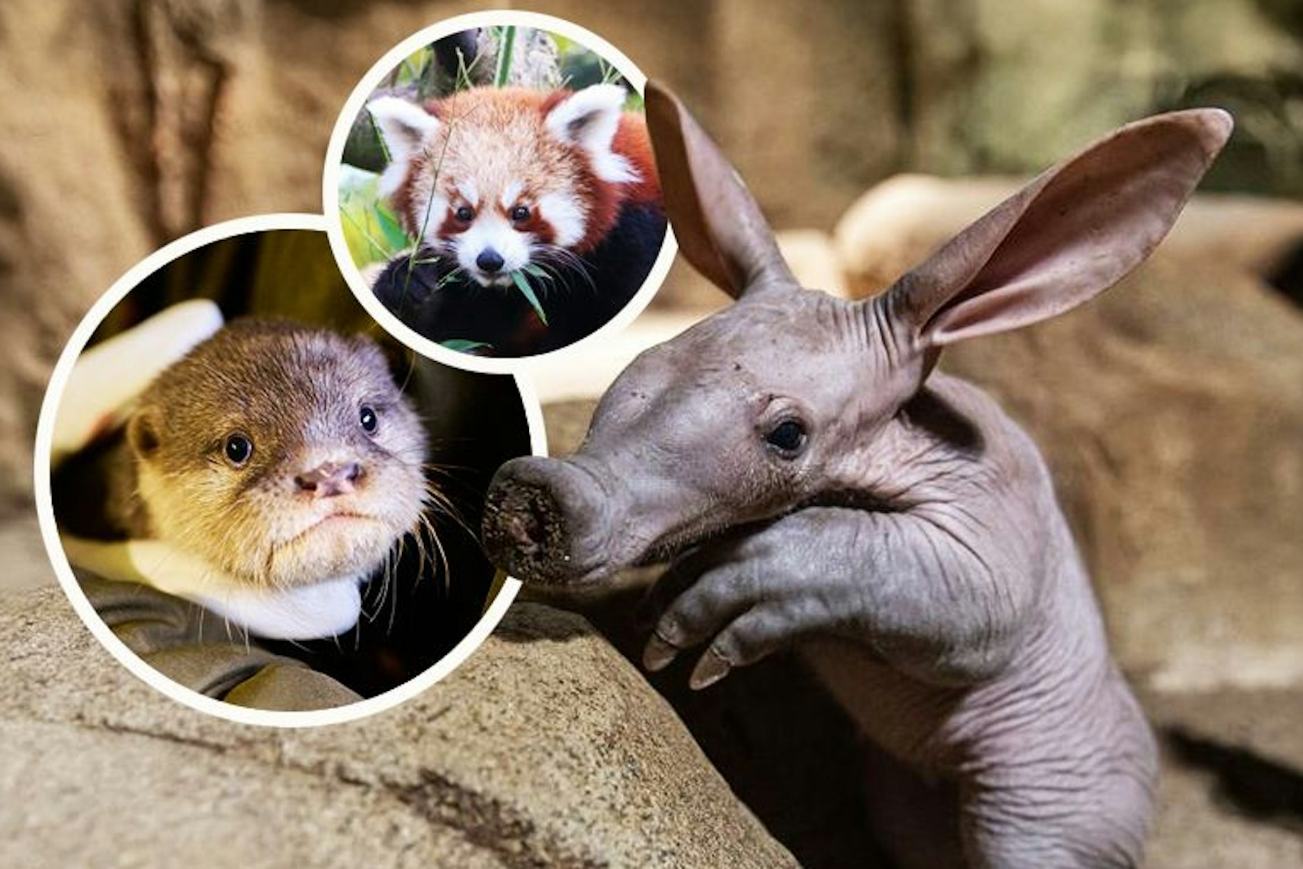 Im Tierpark und im Zoo Berlin kamen auch im Jahr 2025 viele Tiere zur Welt.