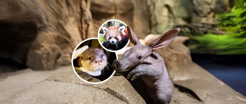 Baby-Boom-in-Berlin-Der-s-este-Nachwuchs-in-Zoo-und-Tierpark