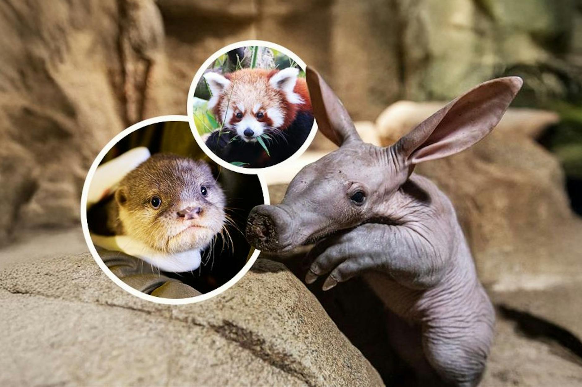 Baby-Boom in Berlin! Der süßeste Nachwuchs in Zoo und Tierpark