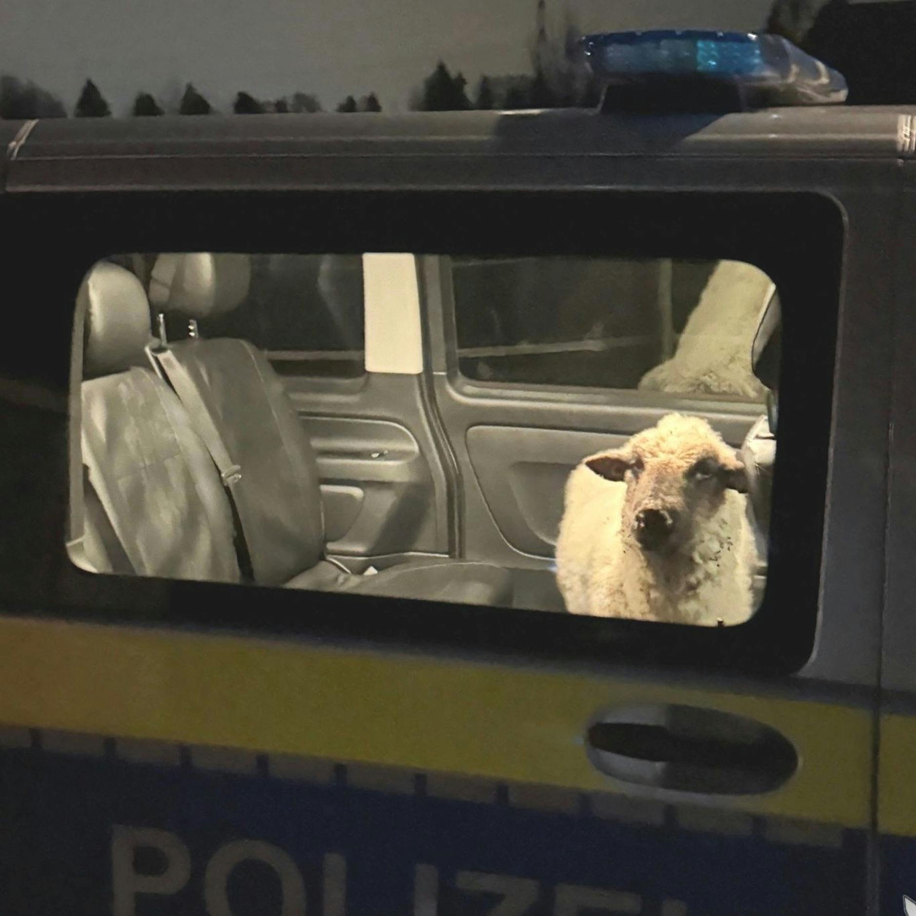 Was macht denn dieses Schaf im Streifenwagen?