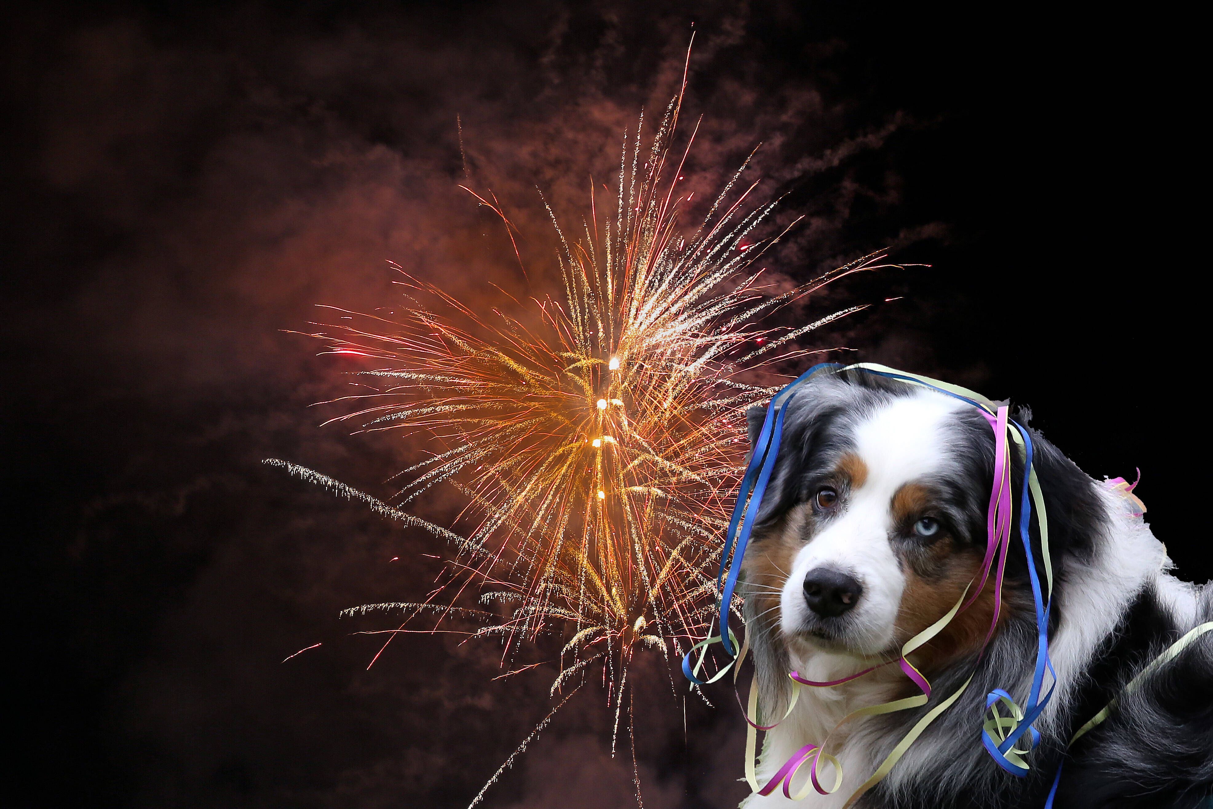 Image - Silvester in Berlin: Dieser Ort bietet Hunden und ihren Besitzern Ruhe vor Böllern