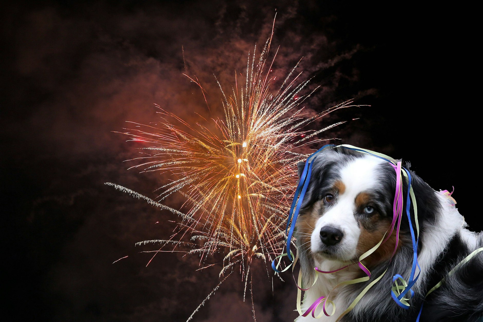 Silvester in der Hauptstadt – eine Zumutung für jeden Hundebesitzer.