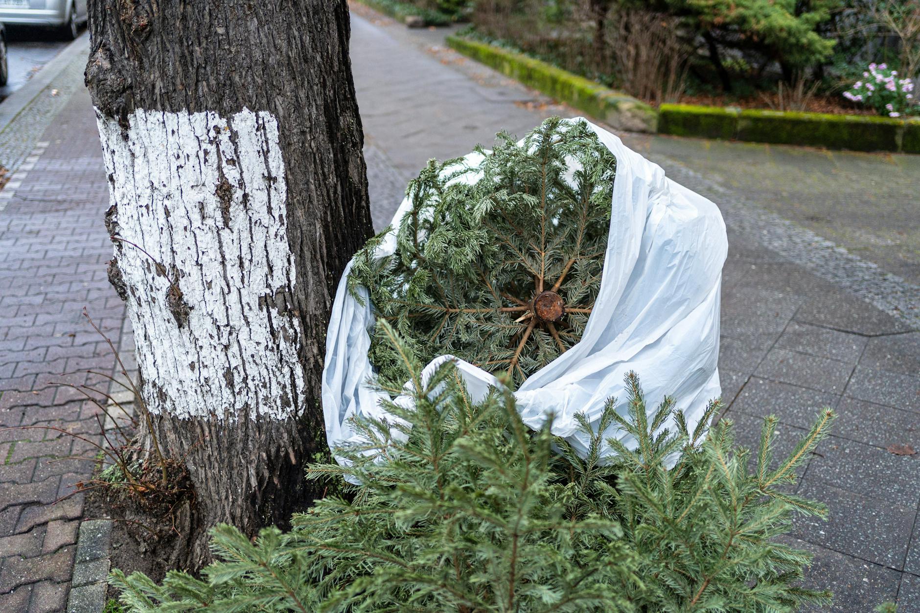 Ein Weihnachtsbaum ist in Plastikfolie eingeschlagen, das sollte nicht sein.