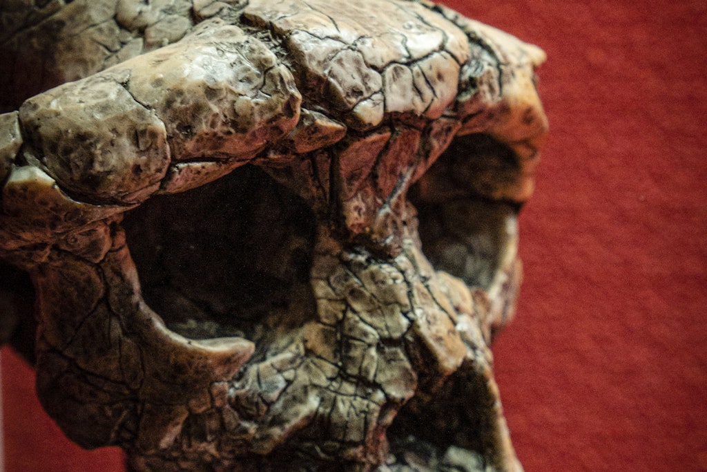 Neue Studie: Unsere Vorfahren liefen schon vor sieben Millionen Jahren auf zwei Beinen